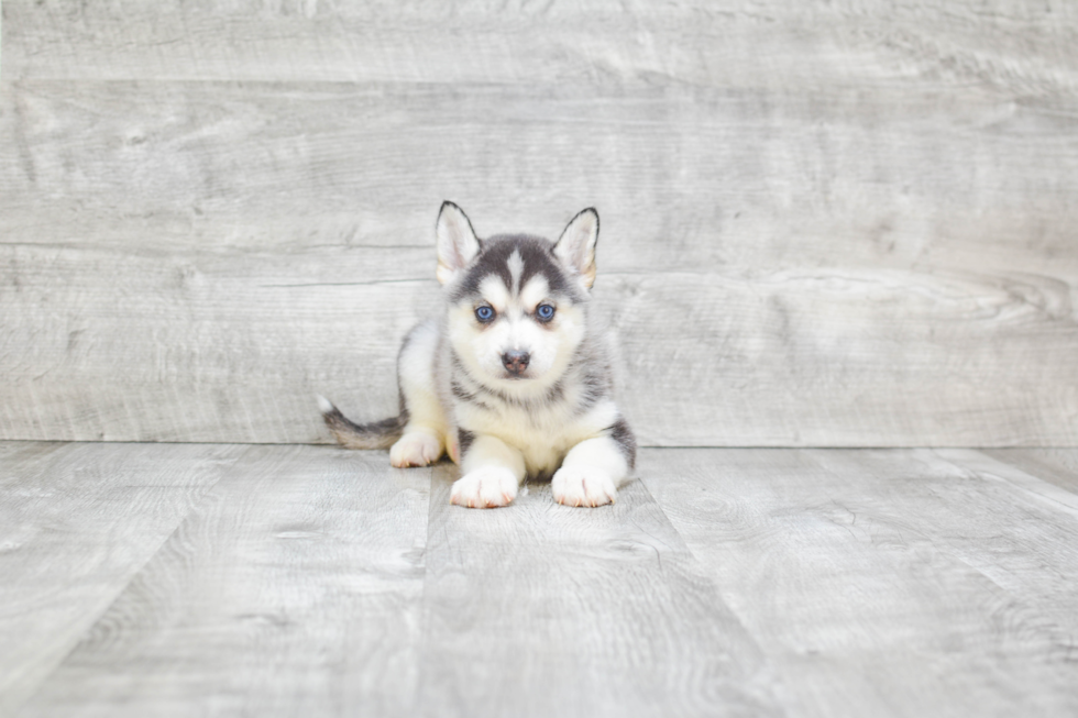 Pomsky Puppy for Adoption