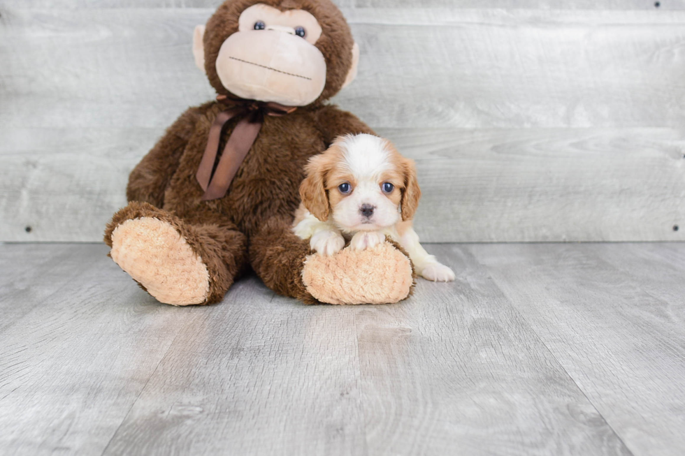 Sweet Cavalier King Charles Spaniel Purebred Puppy