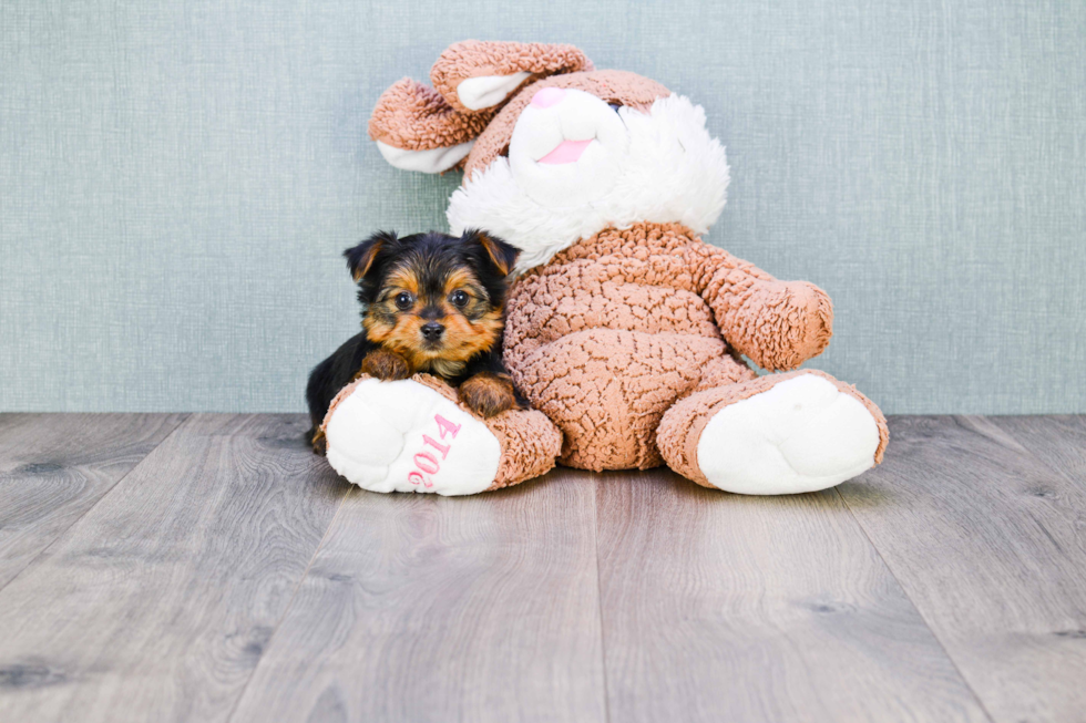 Meet Joey - our Yorkshire Terrier Puppy Photo 