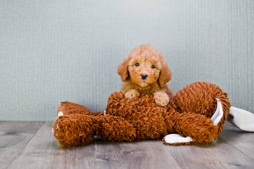 Mini Goldendoodle Puppy for Adoption