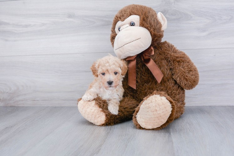 Best Maltipoo Baby