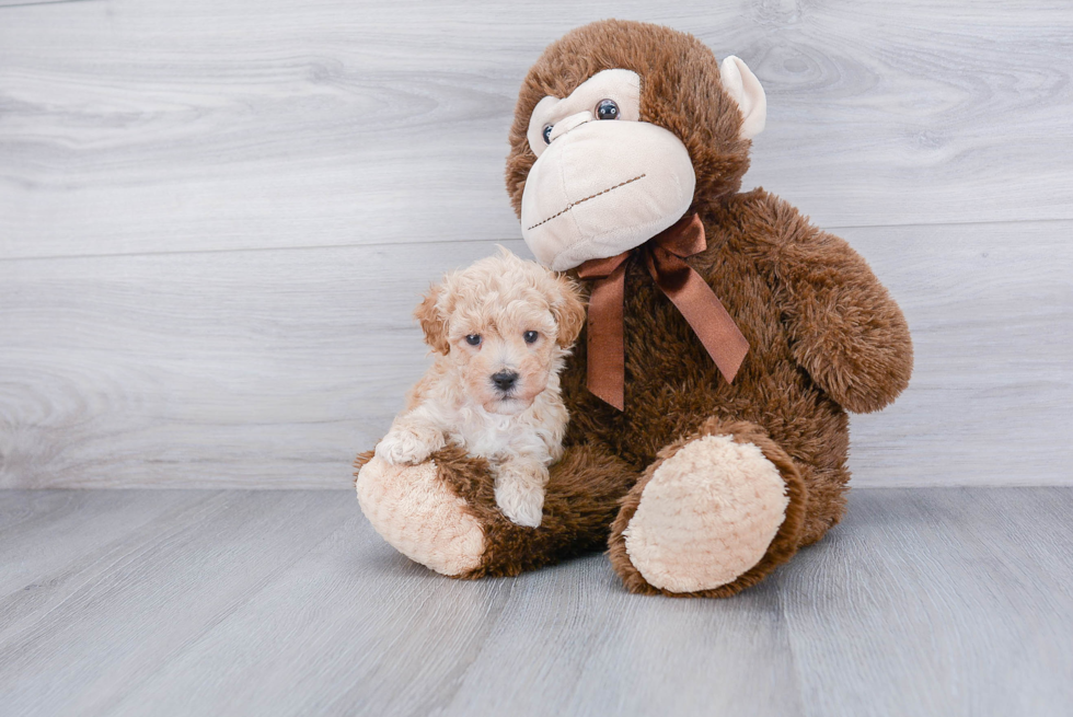 Best Maltipoo Baby