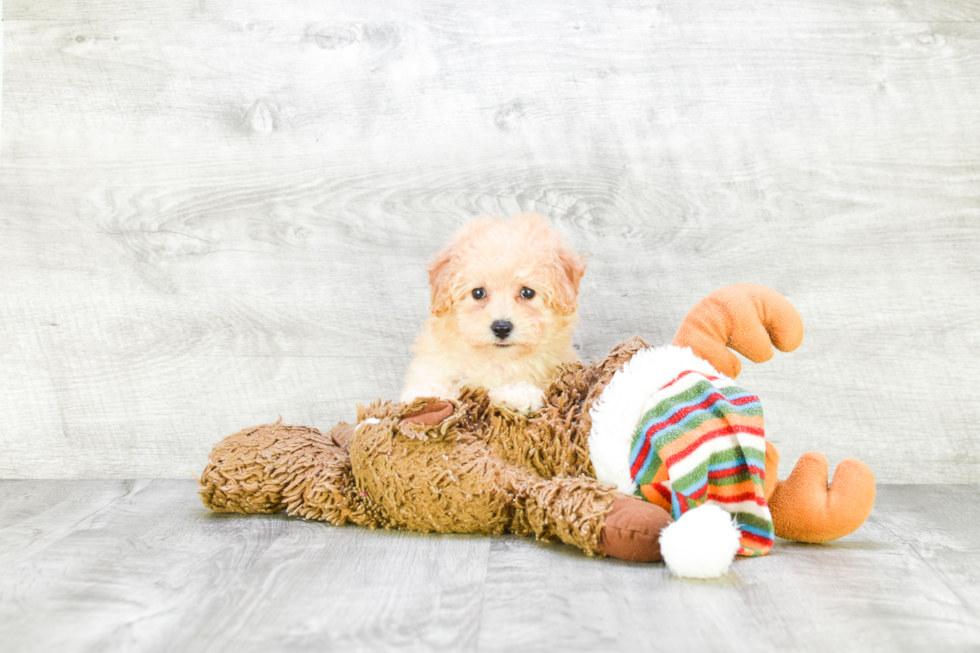 Maltipoo Puppy for Adoption