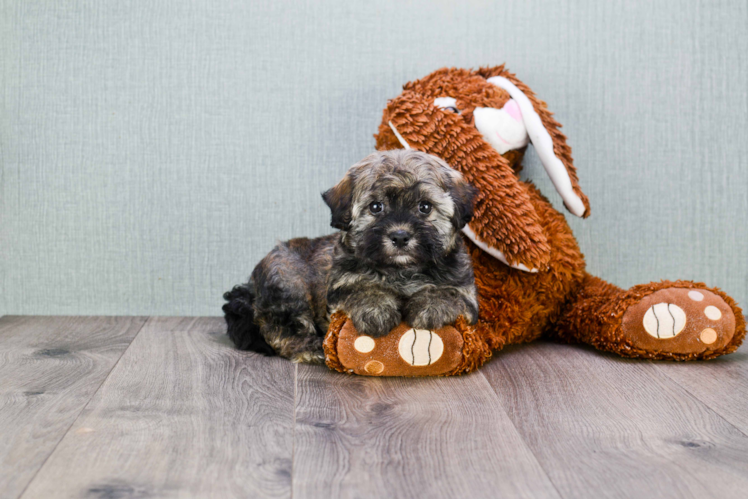 Havanese Puppy for Adoption