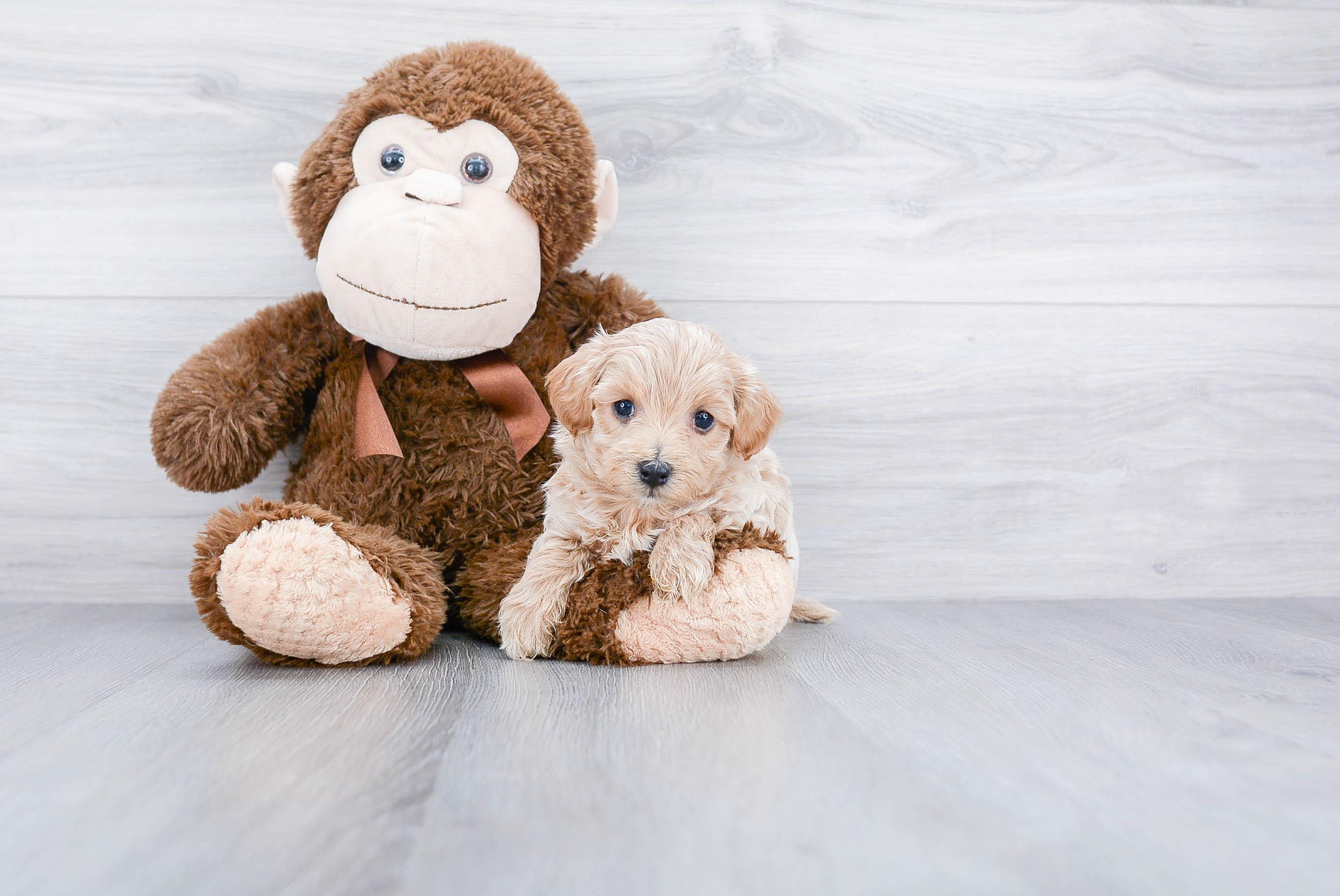 Best Maltipoo Baby