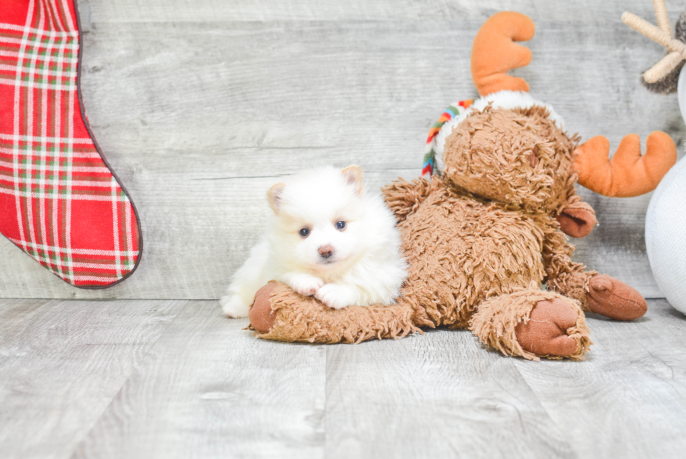 Sweet Pomeranian Purebred Puppy