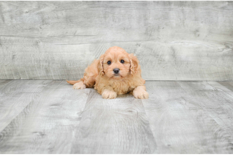 Sweet Cavapoo Baby