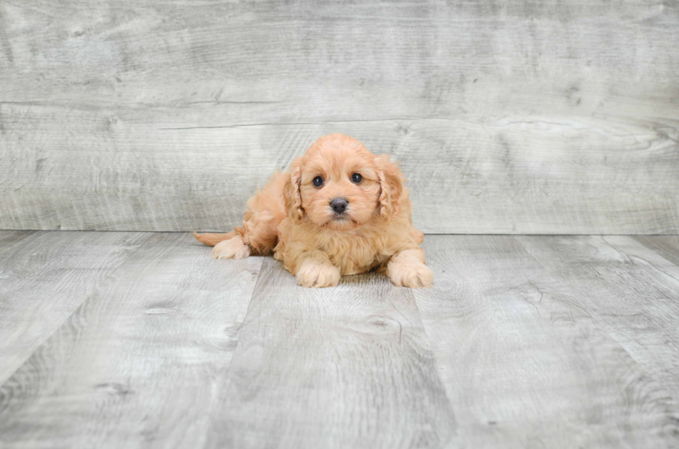 Sweet Cavapoo Baby