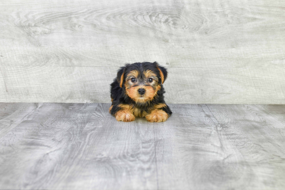 Meet Lisa - our Yorkshire Terrier Puppy Photo 