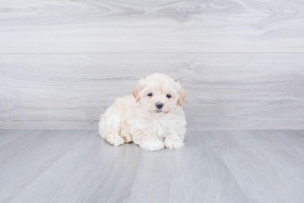 Maltipoo Pup Being Cute