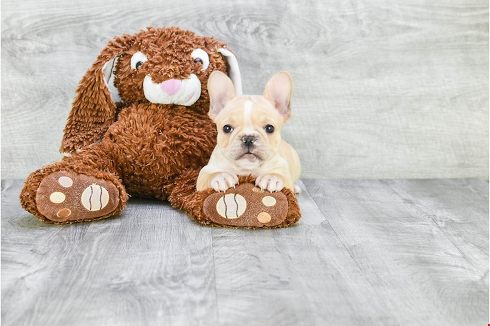 French Bulldog Pup Being Cute