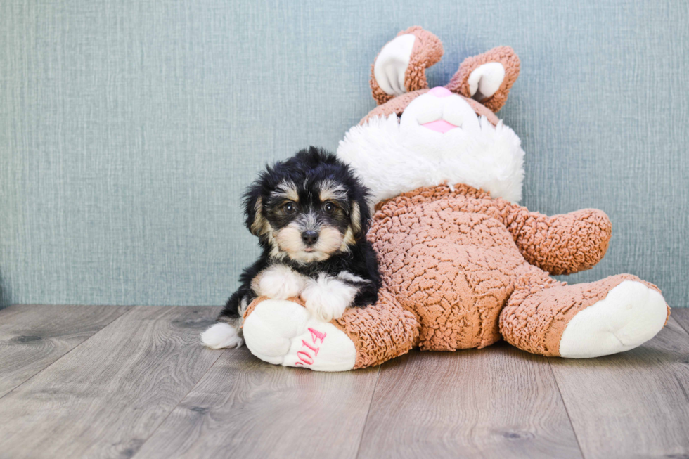 Morkie Pup Being Cute