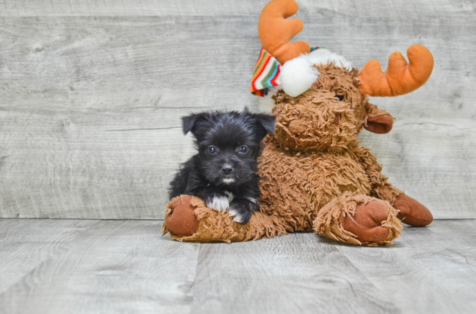 Smart Morkie Designer Pup