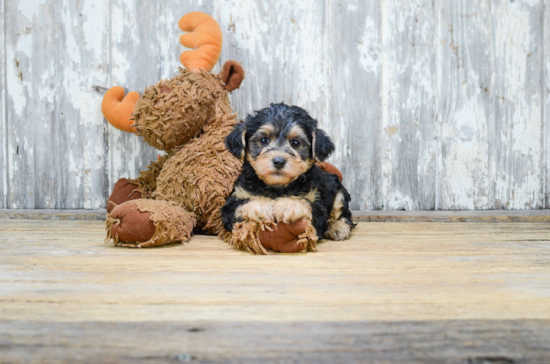 Yorkie Poo Puppy for Adoption