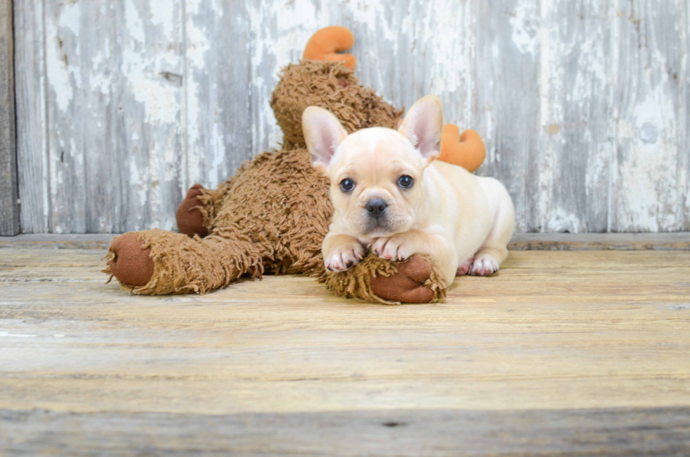 French Bulldog Pup Being Cute