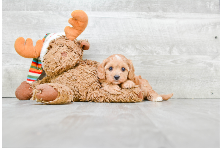 Cavapoo Puppy for Adoption