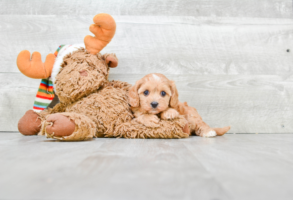 Cavapoo Puppy for Adoption