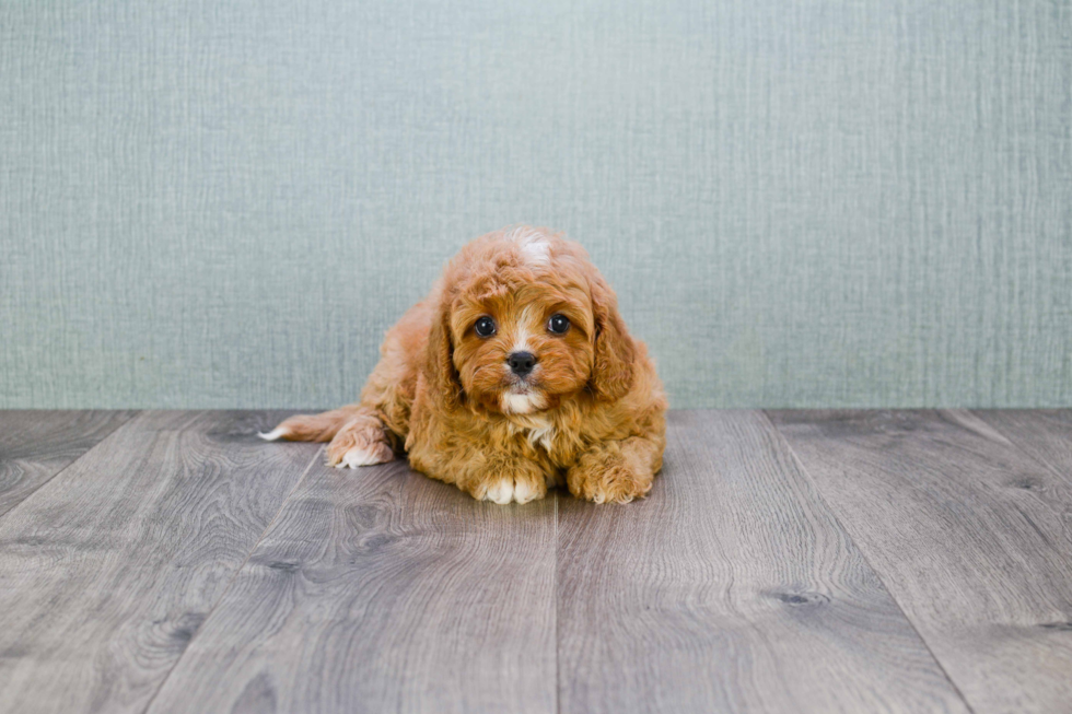 Friendly Cavapoo Baby