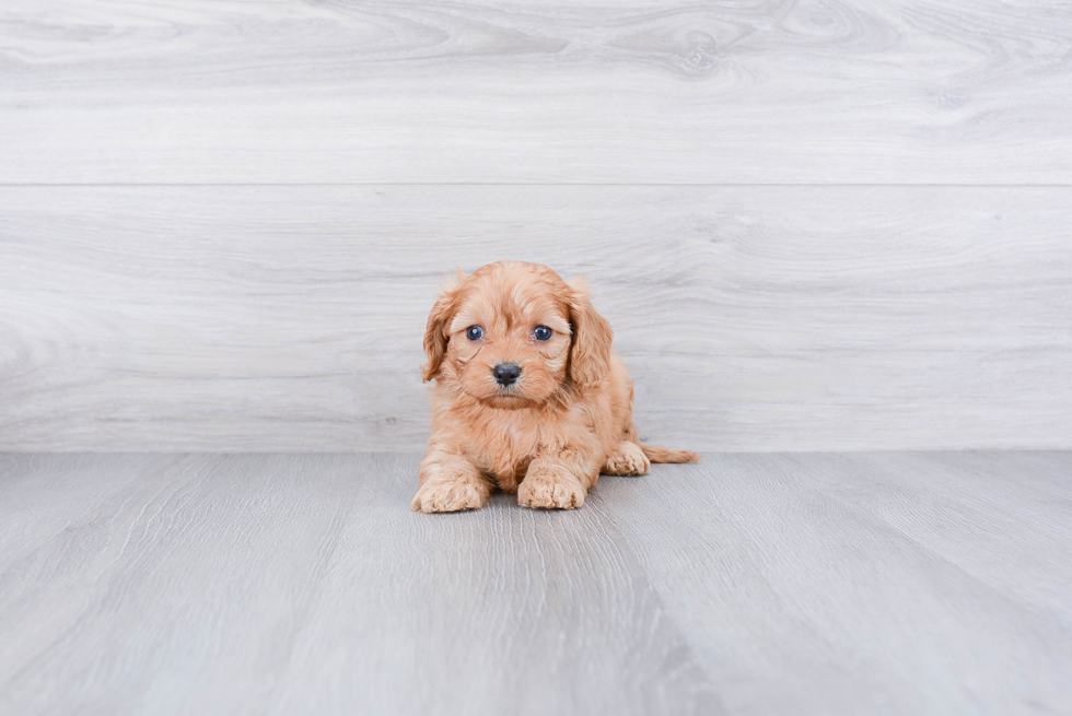 Cavapoo Puppy for Adoption