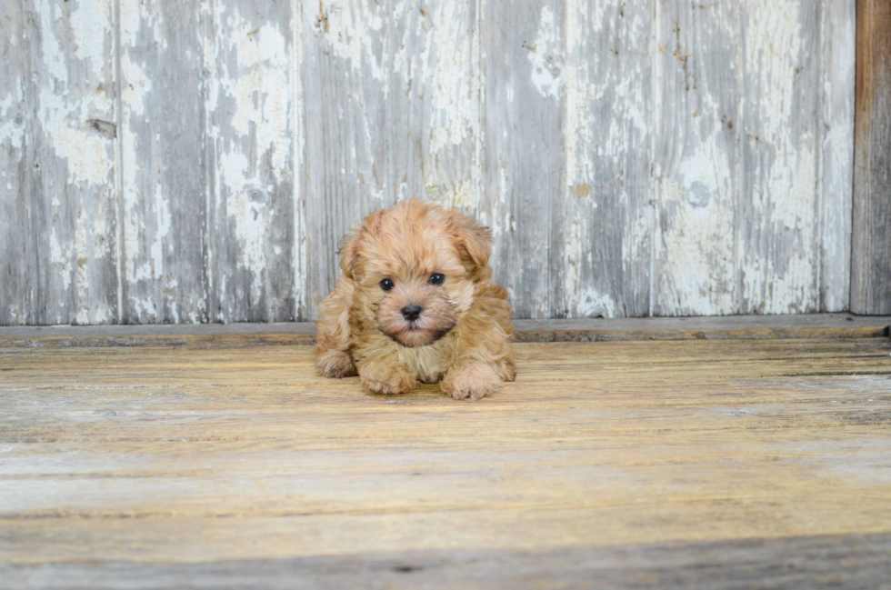 Best Morkie Baby