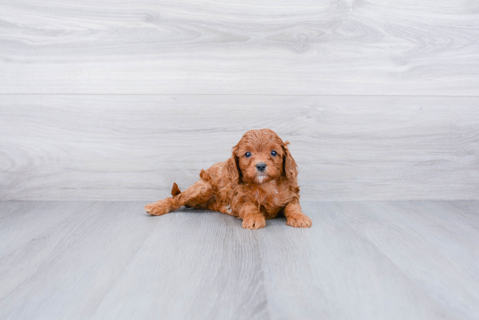 Cavapoo Puppy for Adoption