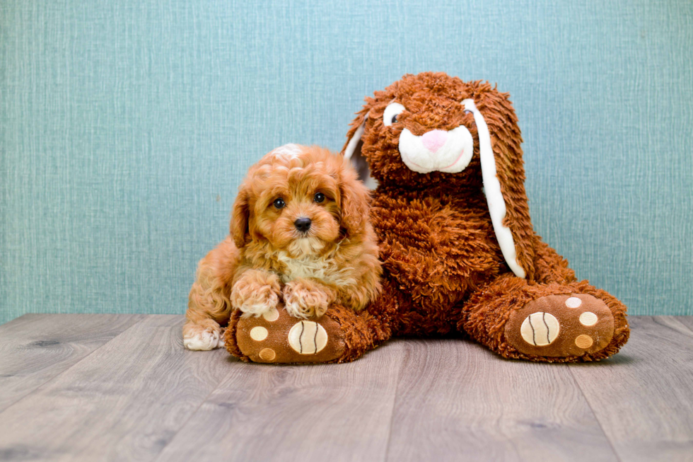 Cavapoo Pup Being Cute