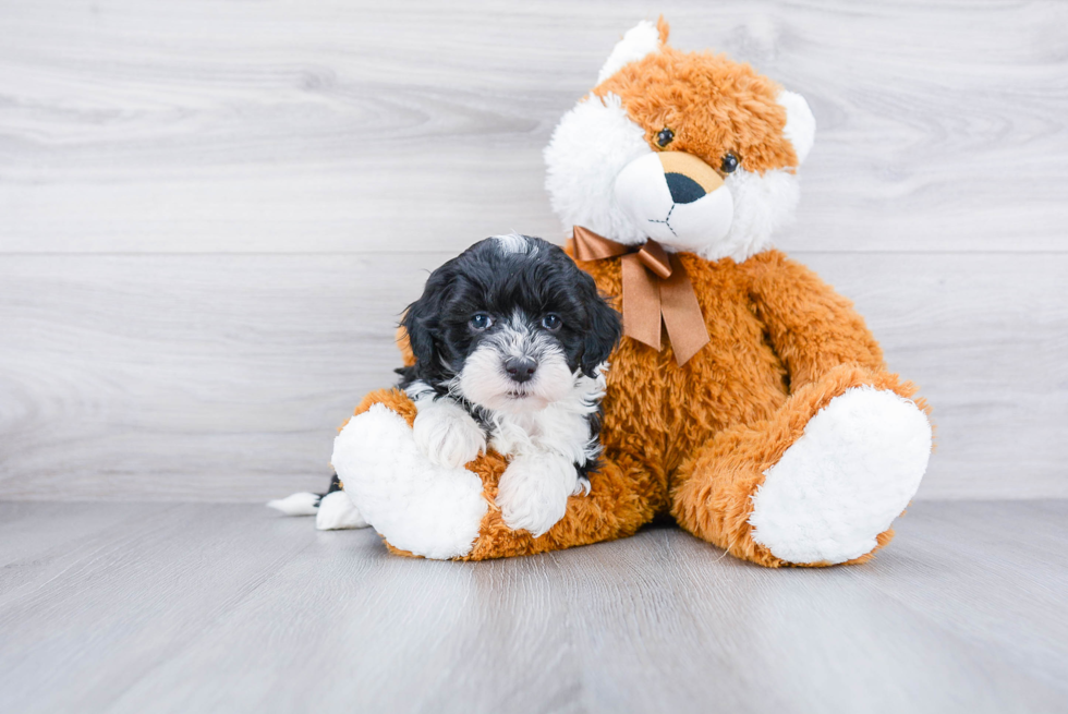 Happy Mini Sheepadoodle Baby