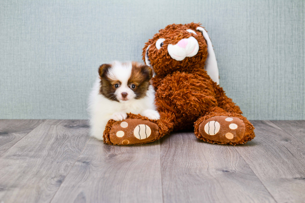 Pomeranian Pup Being Cute