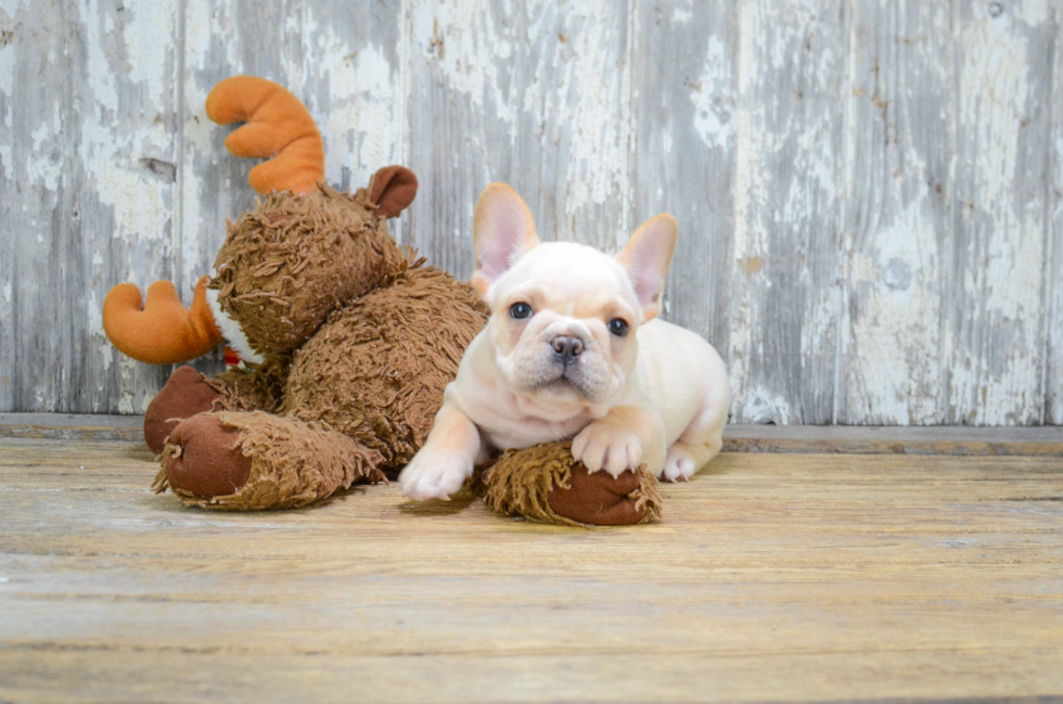 Best French Bulldog Baby