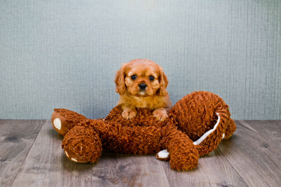 Friendly Cavalier King Charles Spaniel Purebred Pup