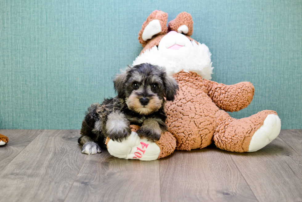 Cute Mini Schnauzer Baby