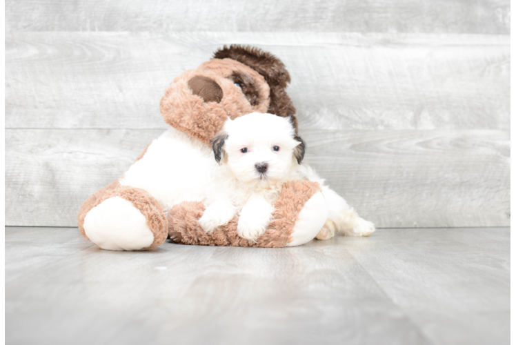 Smart Teddy Bear Designer Pup