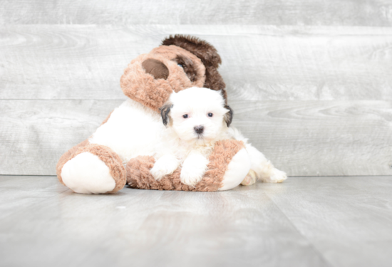 Smart Teddy Bear Designer Pup