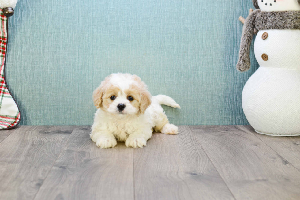 Funny Cavachon Designer Pup