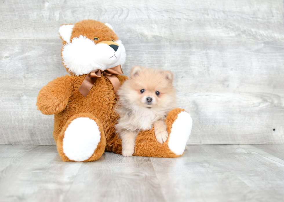 Best Pomeranian Baby