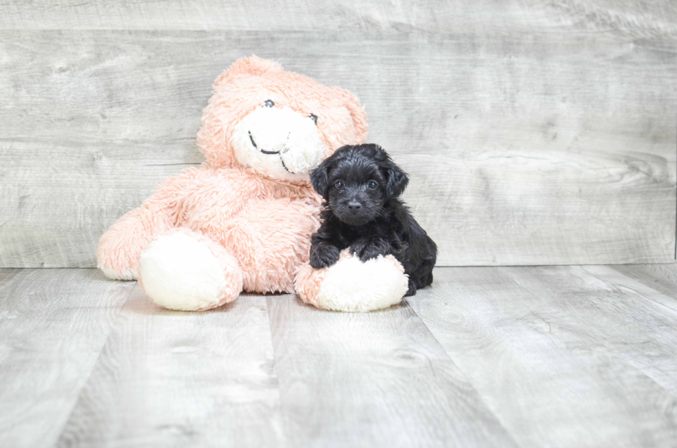 Smart Yorkie Poo Poodle Mix Pup