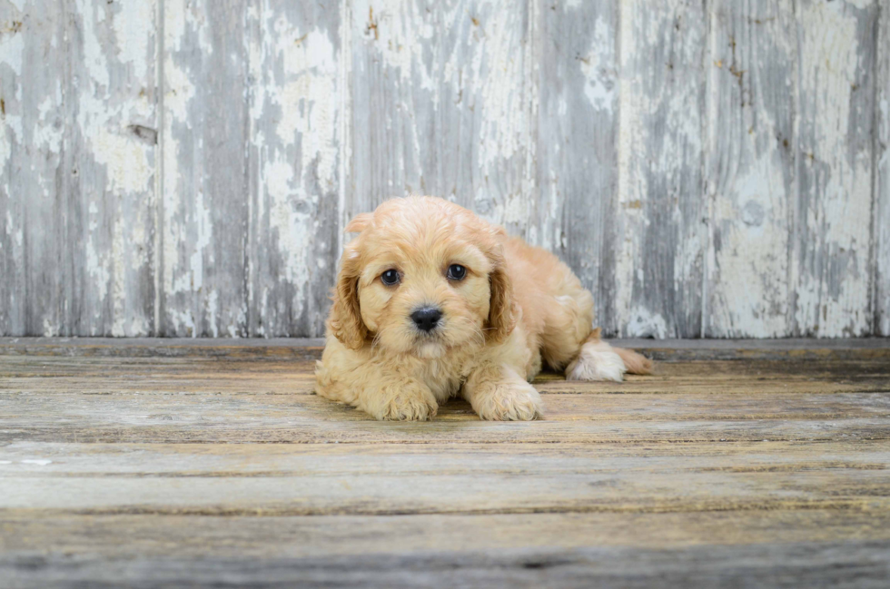 Best Cavachon Baby