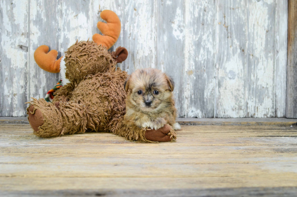 Fluffy Shorkie Designer Pup