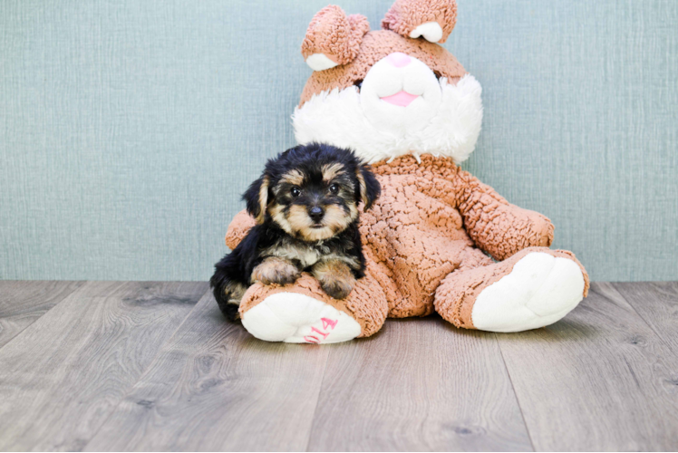 Morkie Pup Being Cute