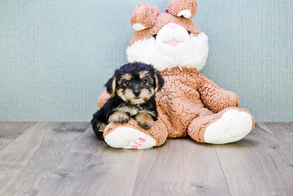 Morkie Pup Being Cute