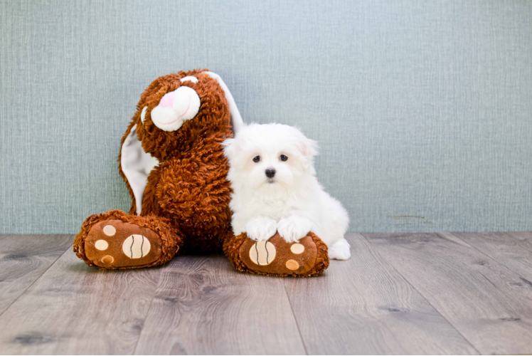 Maltese Pup Being Cute