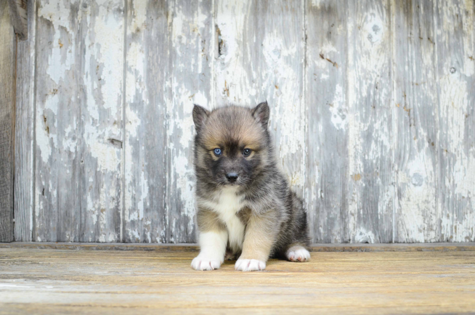 Best Pomsky Baby