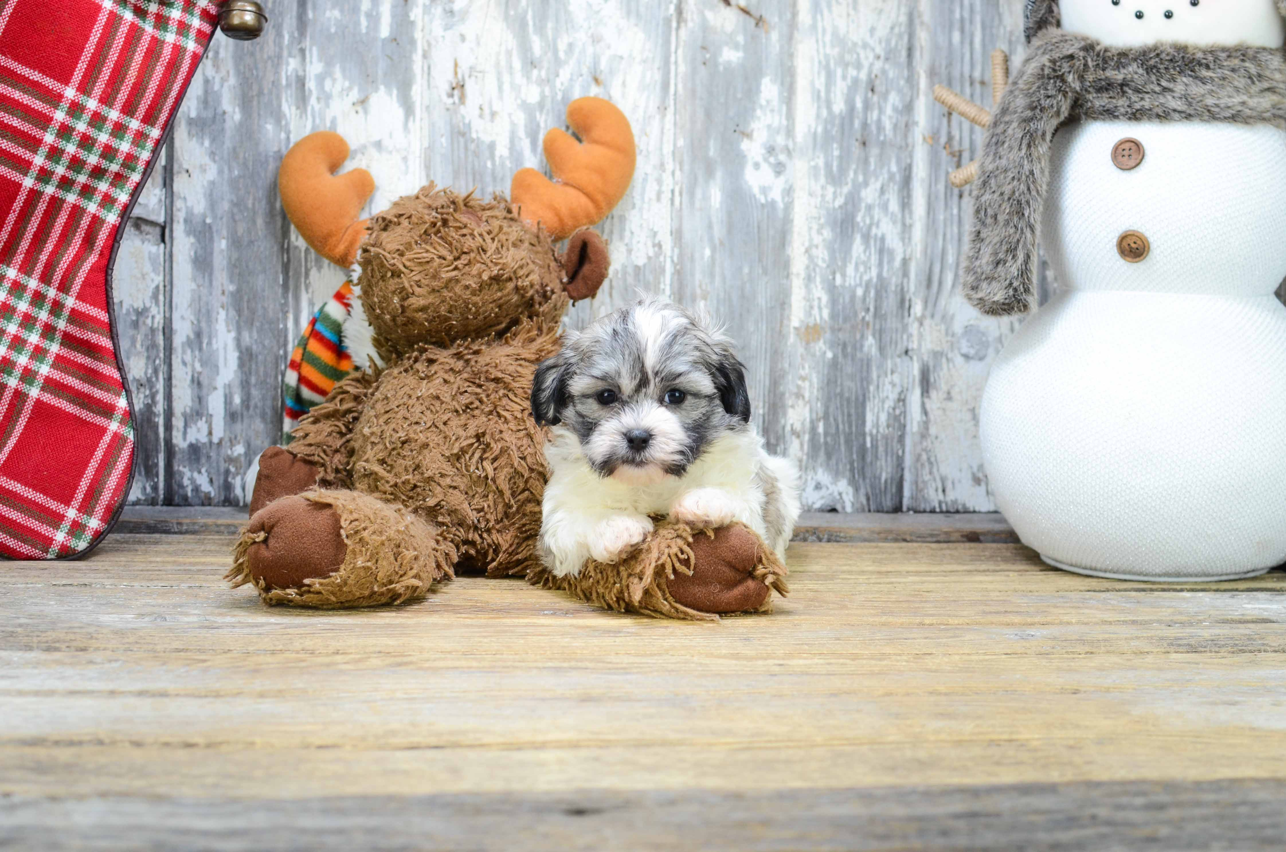 Hypoallergenic Shit Designer Puppy