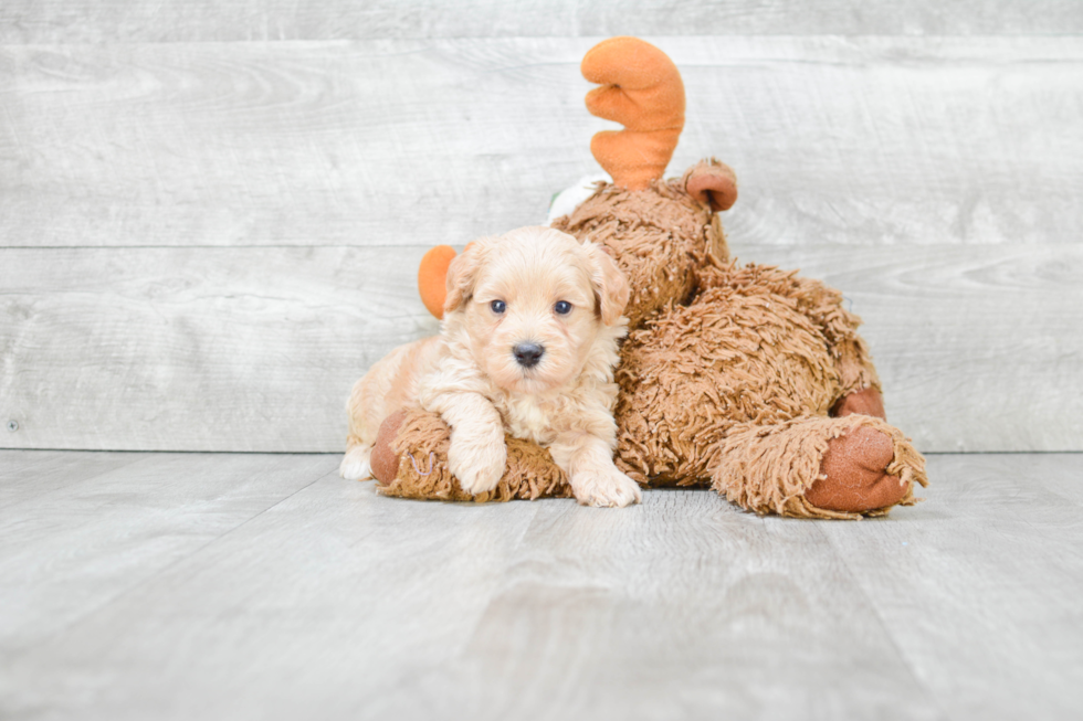 Best Maltipoo Baby