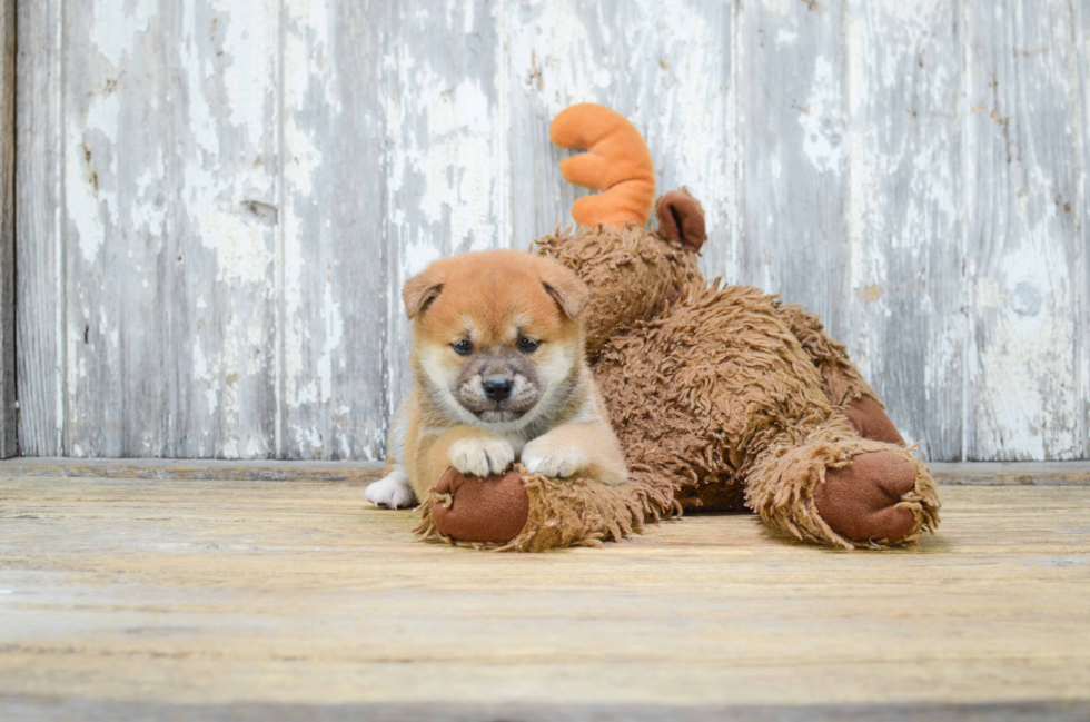 Cute Shiba Inu Mix Pup