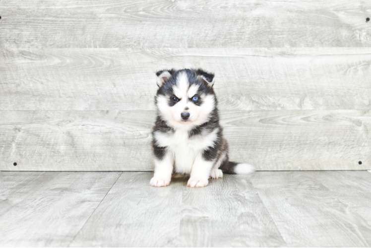 Popular Pomsky Designer Pup