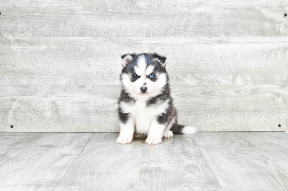 Popular Pomsky Designer Pup