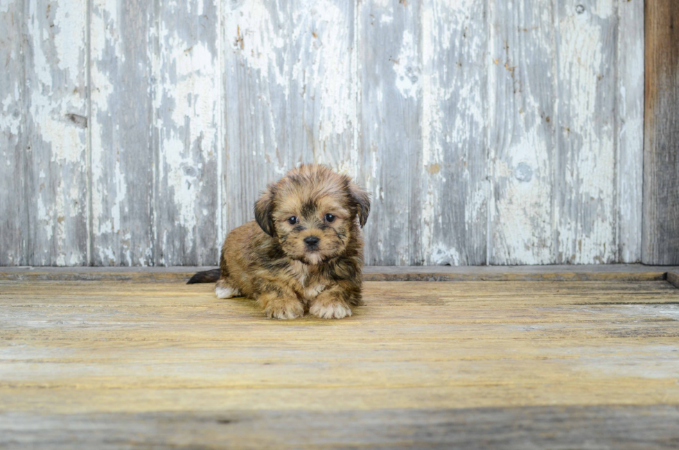 Friendly Shorkie Baby