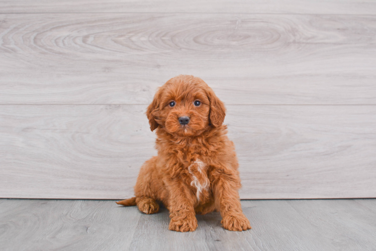 Friendly Mini Goldendoodle Baby