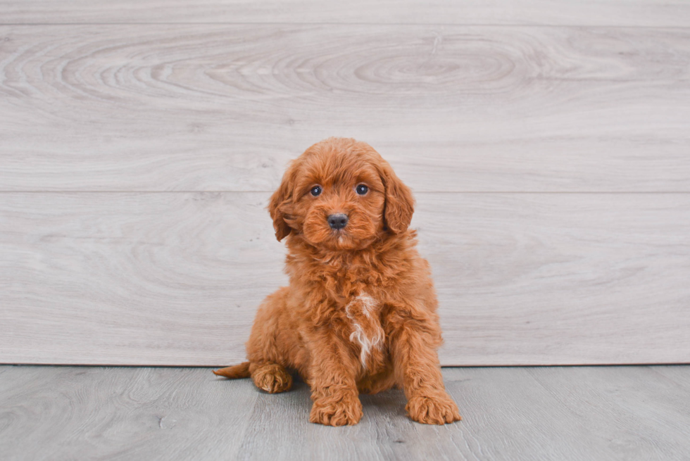 Friendly Mini Goldendoodle Baby